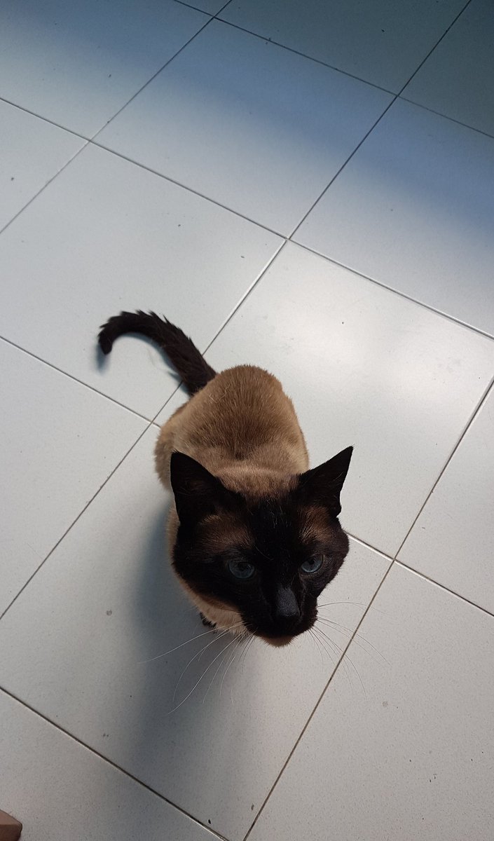 ¿ Misomiauuouauuu..?
A ver si me hacen #Mimitos 😸😸.
Alegría Mundo,
#Zarpacitos cariñosos van ######,
Gatito. 😽😽😽.
¡ Misouu ! 
Y de Hada y el #Barbas,😹😹😹😹,
Abrazos y Besos...🧚‍♂️😎