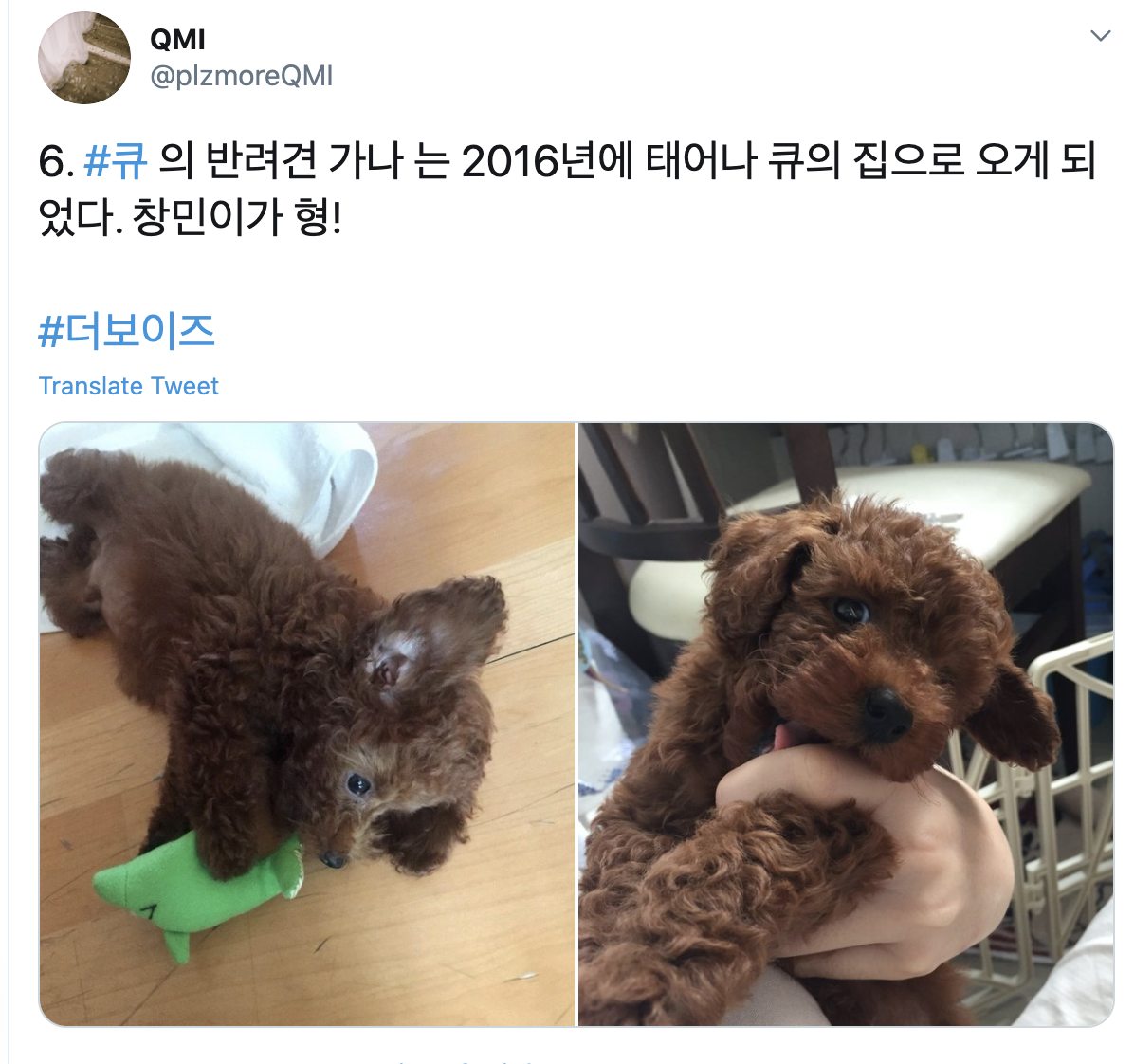 6. Q's dog, Gana, was born in 2016 and brought to Q's home. Q is his hyung!