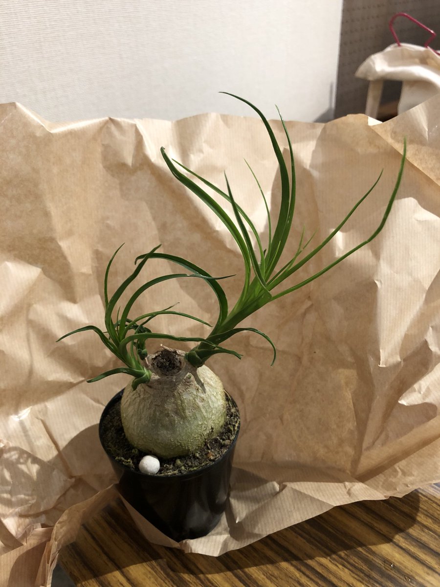 reeeen1016's tweet photo. 今日花屋さんで買った小さな植物🙏　#オラ草が知りてぇ https://t.co/1F4zKhZC3Q
