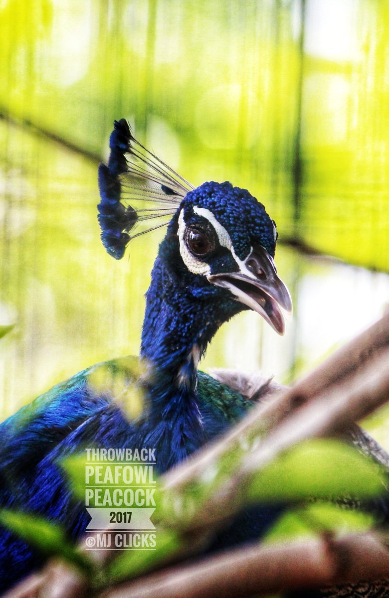 ManojsSekar's tweet photo. Peafowl/Peacock from my archives #MJclicks 📸 #photography #photographer #peacock https://t.co/QPsCqfrP5u