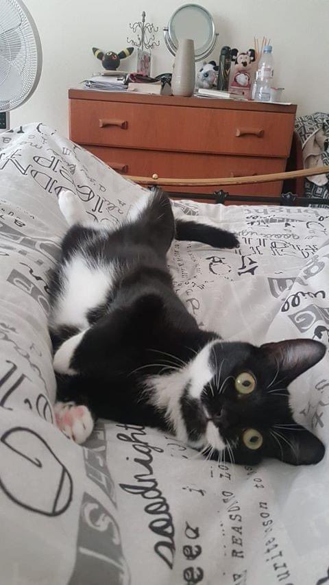 SurreySpecial's tweet photo. This is Dolly, missing since Friday from St Mary's close Ewell. She is Microchipped. For original post please see the link: https://t.co/Ul1FVI8aaV https://t.co/6WuYvrognU