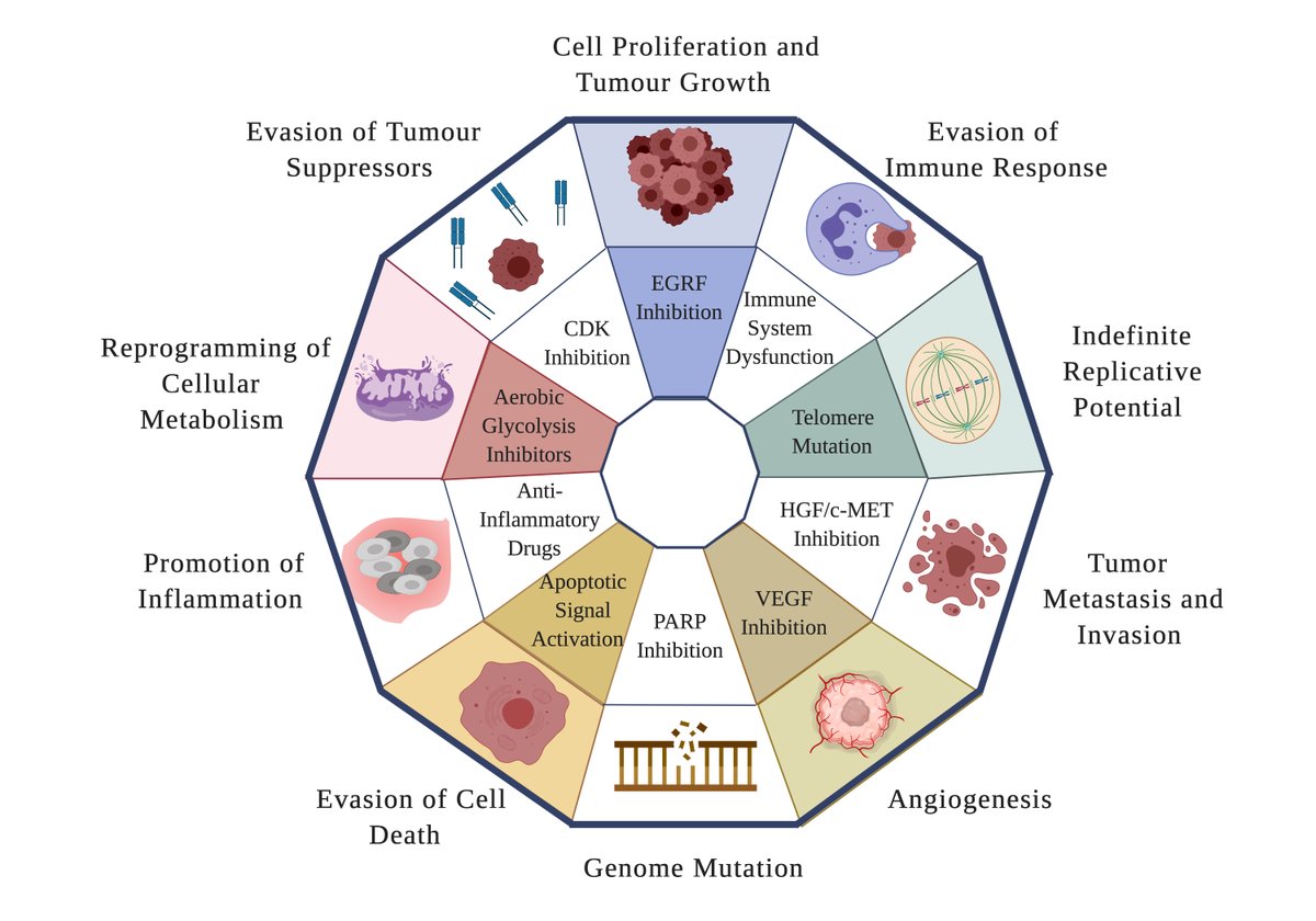 FaleevaMaria's tweet photo. Really enjoyed making this diagram featuring the hallmarks of cancer for a #Fiverr order! Reminded me of the amazing book "Emperor of All Maladies" by Siddhartha Mukherjee  #scientificdiagrams #cancerresearch #biorender #emperorofallmaladies https://t.co/L4lD0TIo2J