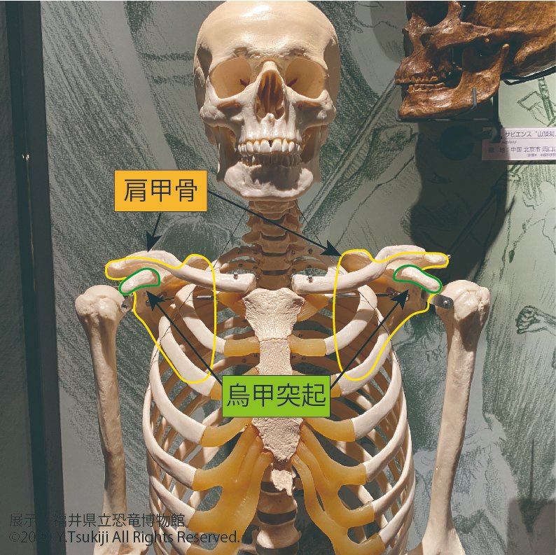 Uoichiba Yuta Tsukiji 哺乳類では烏甲骨が退化していて 肩甲骨にくっついてしまいました 烏甲骨の名残として 肩甲骨に烏口突起と呼ばれるものがあります また左右の烏甲突起は離れていて接していません ちなみに 人間の烏口突起が鳥のクチバシの