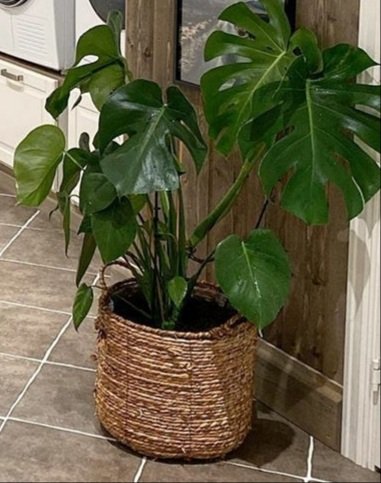 Country style boho look 

Baskets plants norfolk shoplocal shopsmall 

harrietshomeandgarden.co.uk