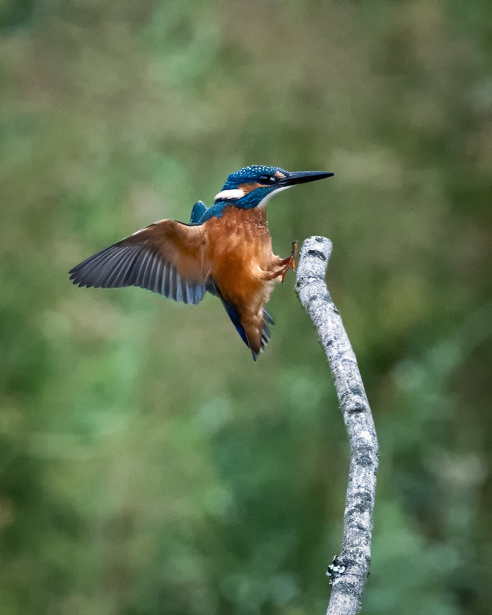 chrispomeroy_05's tweet photo. Kingfisher
#kingfisher #birding  #wildlifephotographer https://t.co/BXasXltNov
