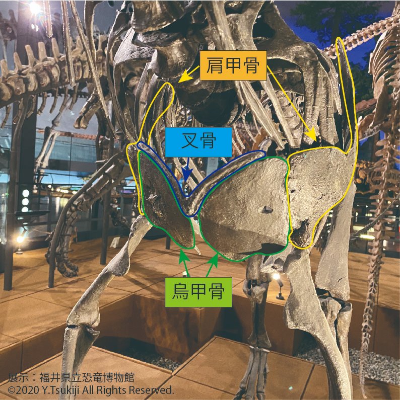 叉骨は一部の恐竜、つまり獣脚類と鳥類に共通する特徴です。 人間の
