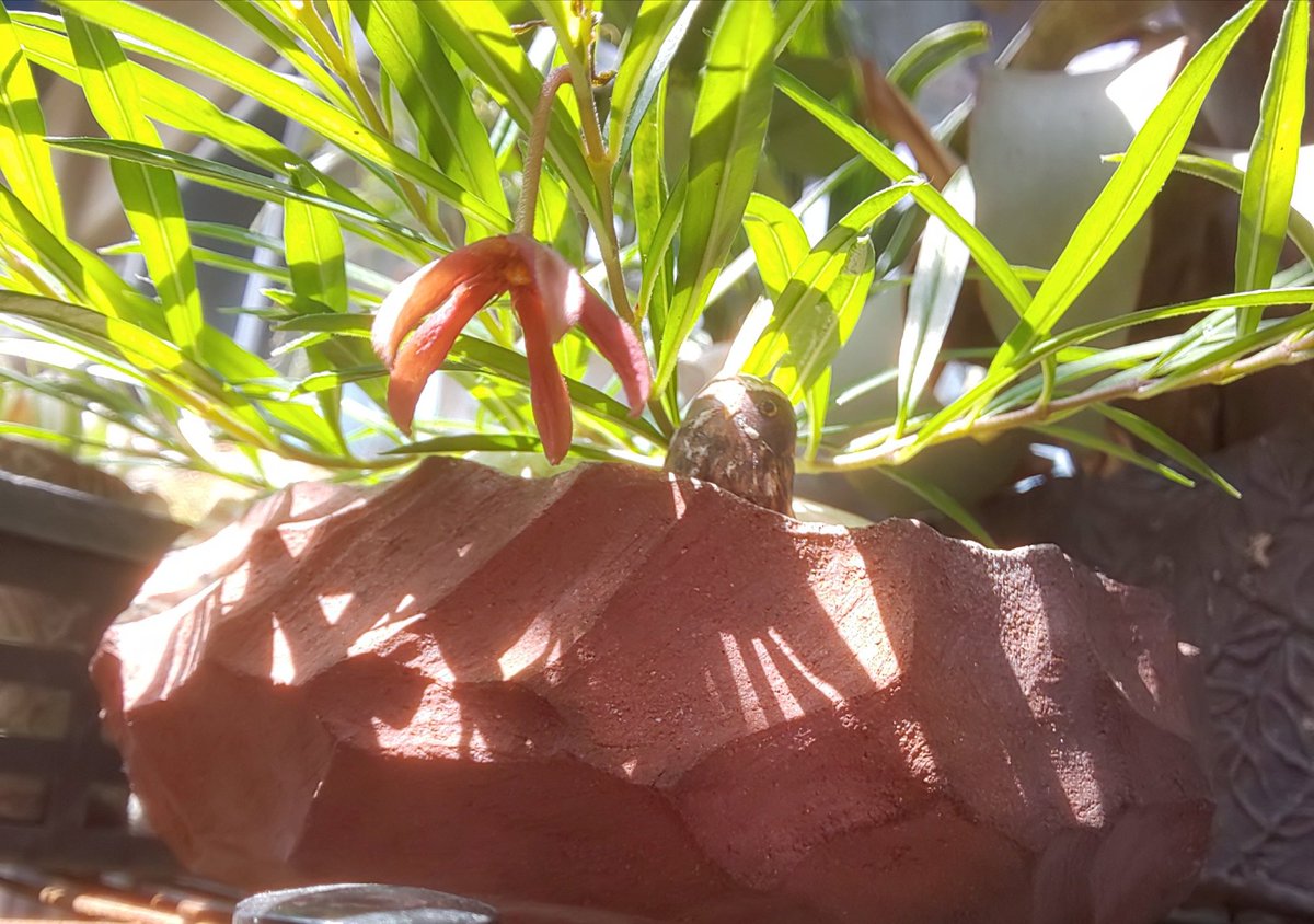 ブラキステルマ プロカモイデス おもしろ花咲きました? お久しぶりの 