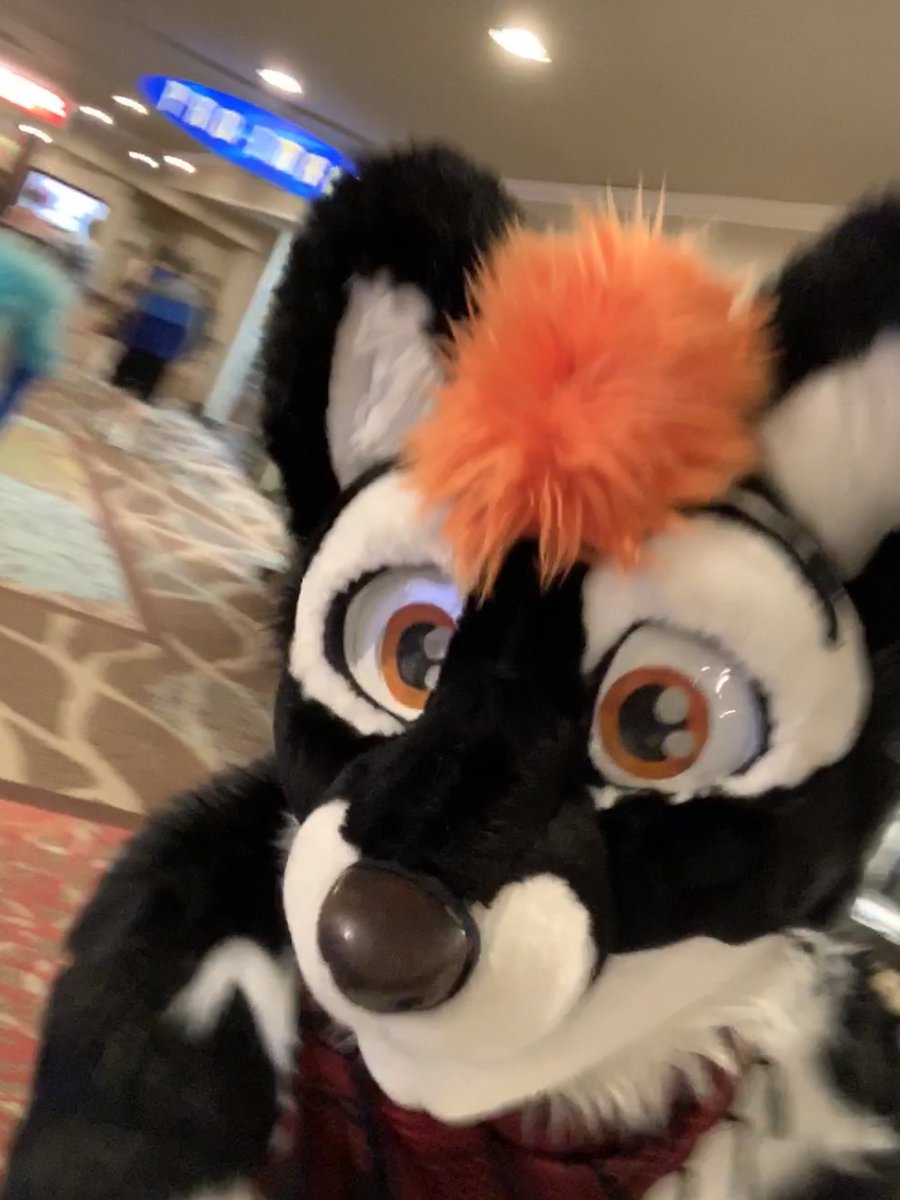 action shot.

#FursuitFriday 
#TarouGang
#BLFC2019