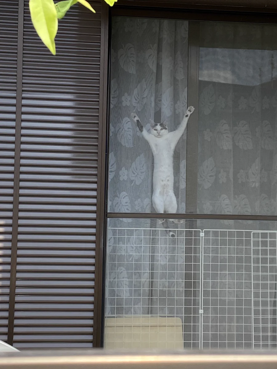 散歩中ふと視線を感じて見てみたら…まさかの猫ちゃんのポーズに爆笑ｗｗ