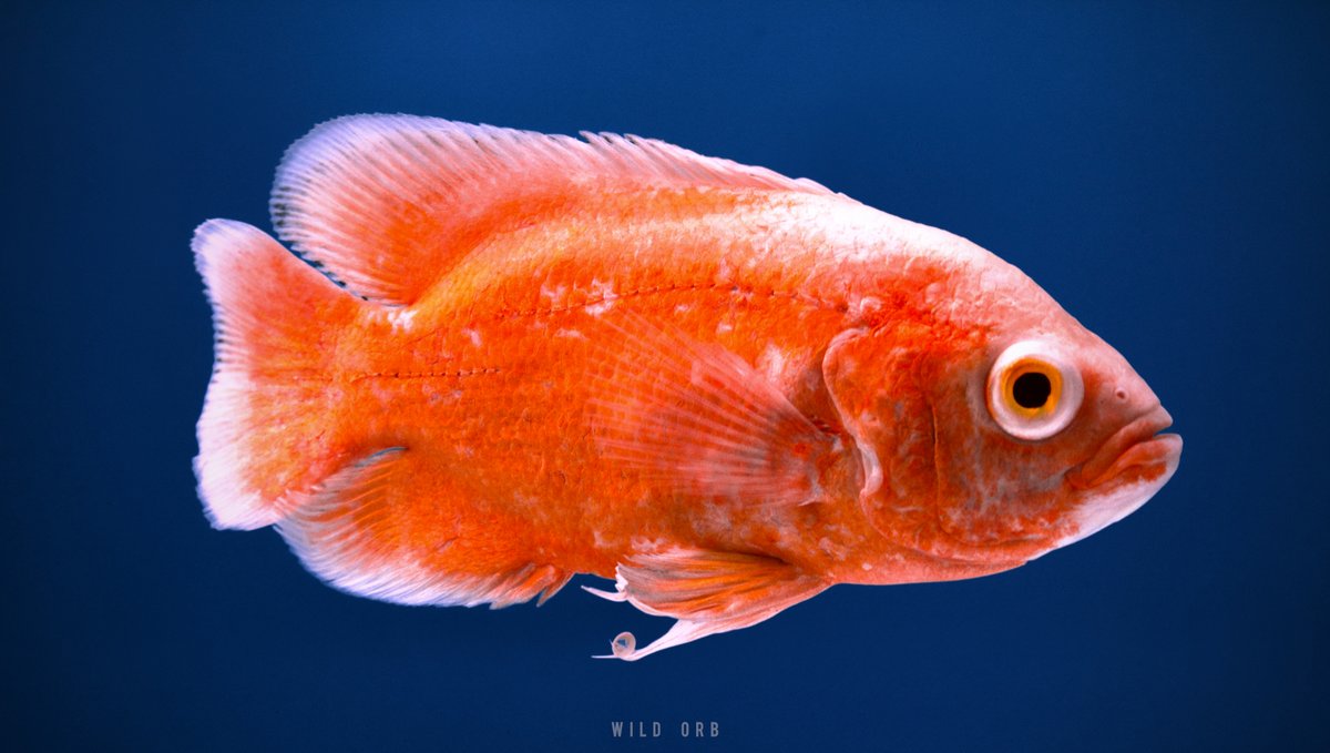 WildOrbOfficial's tweet photo. Location: Chennai, India
Photographer: Imran Ahmedh KR
Camera: Canon 5D Mark iv
Lens: Canon 70-200 f2.8 IS ii

#Oscar #OscarFish #MarineLovers #Aquarium #FreshWaterFish #fishinglife #COVID19 https://t.co/VMWqz1FVab