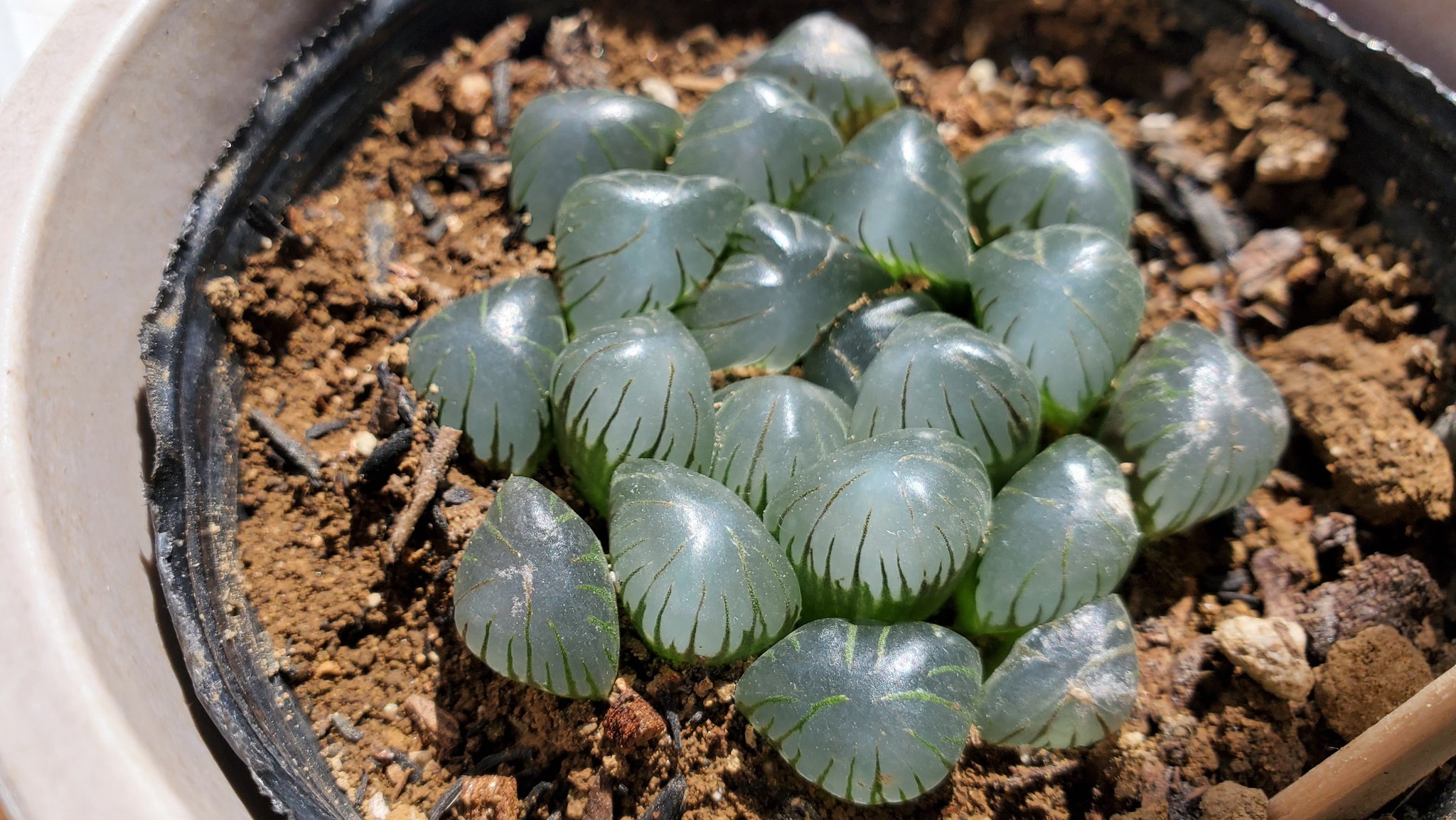 うば玉 日光を浴びる紫オブツーサ 水面のキラキラみたい ハオルチア 多肉植物 T Co Tcvyt3ozim Twitter