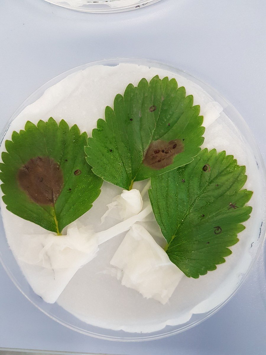 MedBerry10's tweet photo. Building pathogenicity assays for our project . Very good ! No no, sorry, ‘berry’ good !!👌🏽🍓🍓👍🏻👍🏾😃😄#unibomagazine #strawberry #primaobservatory https://t.co/zF2tbaT1mD