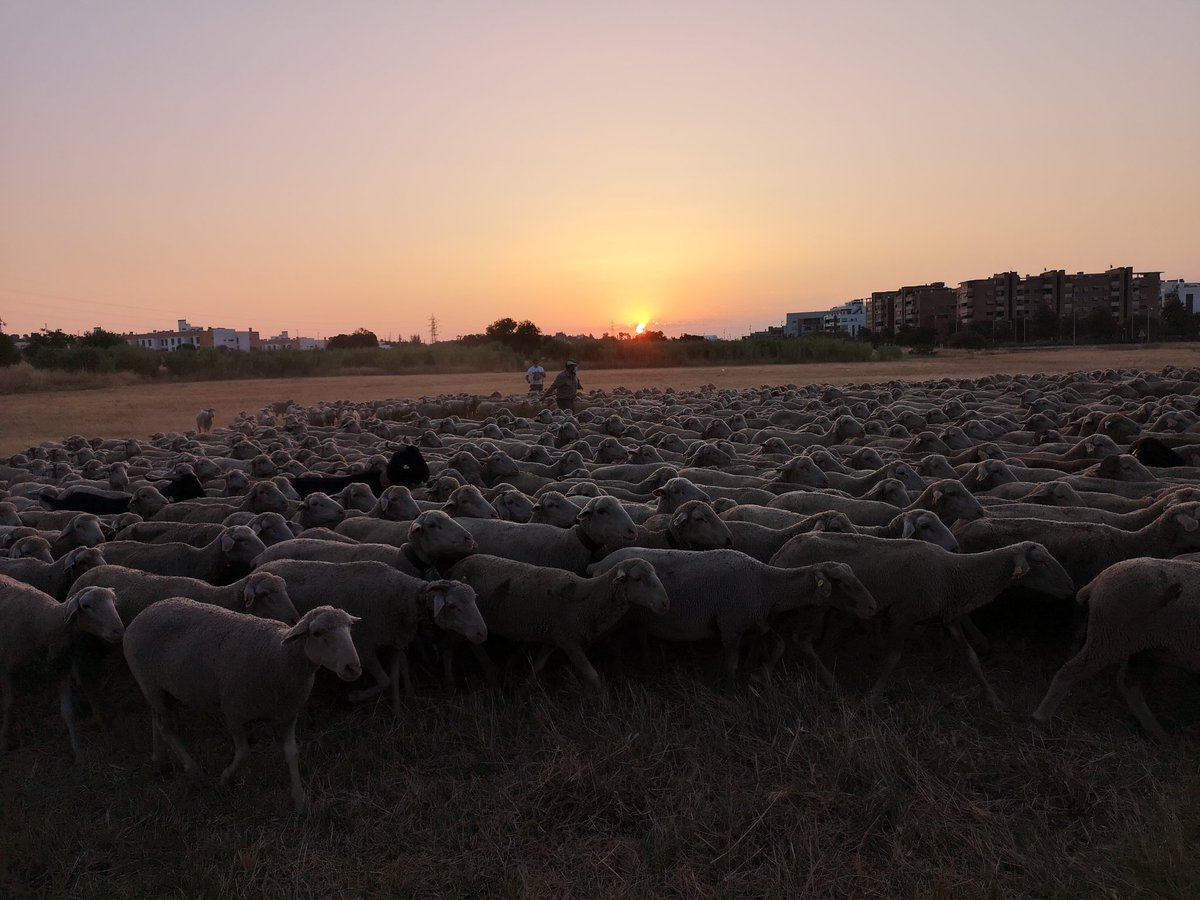#trashumancia por #Cordoba con <a href="/felipemolina73/">felipe Molina</a> <a href="/VeterinariaUCO/">Facultad de Veterinaria UCO</a> <a href="/Univcordoba/">Universidad Córdoba</a> <a href="/LifeLiveadapt/">Life LiveAdapt</a> @GO_ovinnova