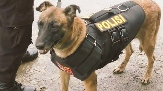 ditdiditz's tweet photo. Ini namanya anjing, bukan polisi anjing!! https://t.co/lTZthzO0LX