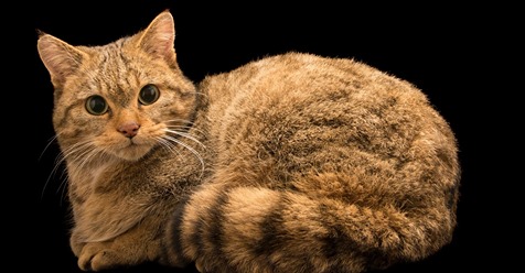 CaraSantaMaria's tweet photo. House cat ancestors' remains found in a Polish cavesโ2,000 miles from home. ๐
#Wildcats #CatFossils #Housecats #CatEvolution #NatGeo
https://t.co/LoT2o8koaQ https://t.co/yzorYRO2JZ