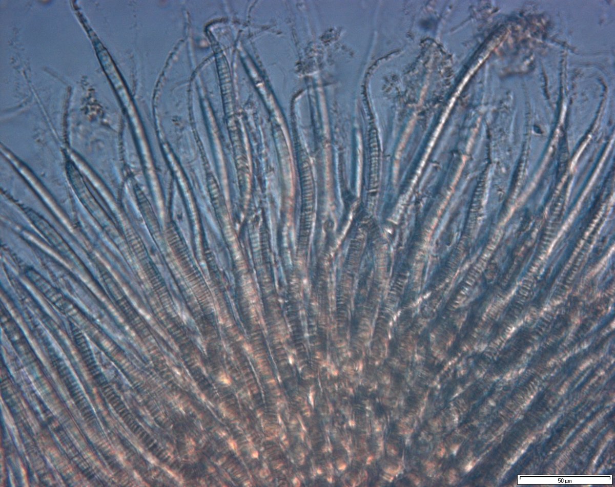IndoPacScarini's tweet photo. Our study found that recently bleached coral was scraped by  #Scarusdimidiatus.

Q: Why do #parrotfish target recently bleached coral?

A: Protein-rich #Cyanobacteria are the first to colonise #dead_coral.  N2 fixation gives them the advantage over algae.

https://t.co/SoGDsuynOX https://t.co/9j1DqSpgiA