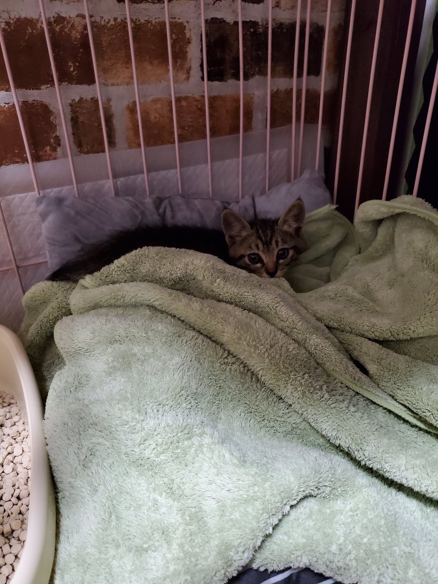 groupnyago's tweet photo. 本日、千葉市M.Uさんよりにゃんともトイレを頂きました。

3匹の子猫は無事保護ができ、ショコラさんと私の所で保護していますが、現状その子達の医療費が大変で、抱えてる猫達の消耗品に手が回らず、このように物資を助けて下さると本当にありがたく、感謝いたします。
誠にありがとうございました。 https://t.co/LFl1gVfAxL