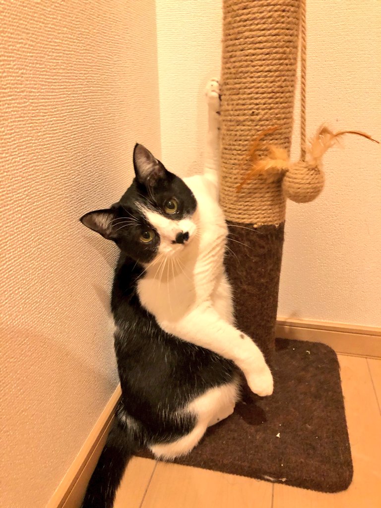 猫の反抗期 - Twitter Search / Twitter