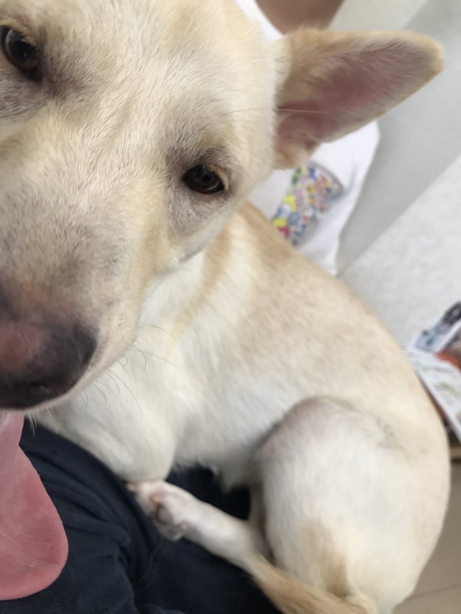 保護犬 むく丸 お耳の掃除とネクスガード貰いに病院へ むく丸 右耳に凄く垢が溜まりやすくて やっぱりちょっと外耳炎の気があるかなって めちゃ嫌がるけど しばらくは定期で通おうね 保護犬 病院嫌い 先生来るまで必死の抵抗 帰ろうって説得