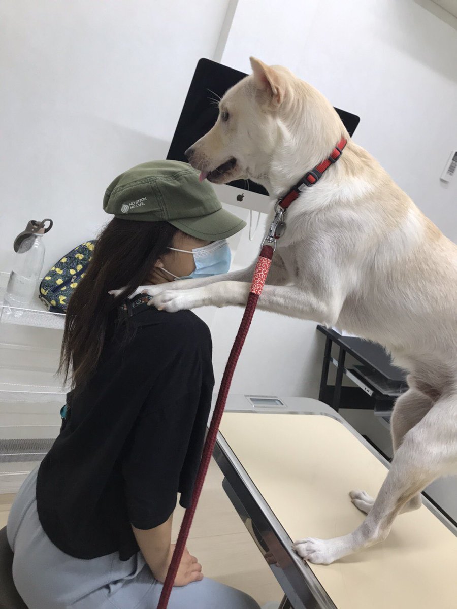 保護犬 むく丸 お耳の掃除とネクスガード貰いに病院へ むく丸 右耳に凄く垢が溜まりやすくて やっぱりちょっと外耳炎の気があるかなって めちゃ嫌がるけど しばらくは定期で通おうね 保護犬 病院嫌い 先生来るまで必死の抵抗 帰ろうって説得