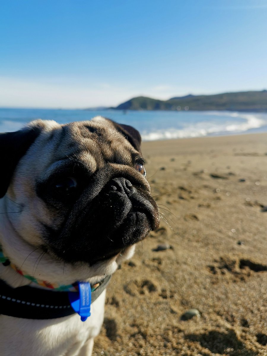 Frank rates a beach chill! #poser #frankthepug #sunnysundays
