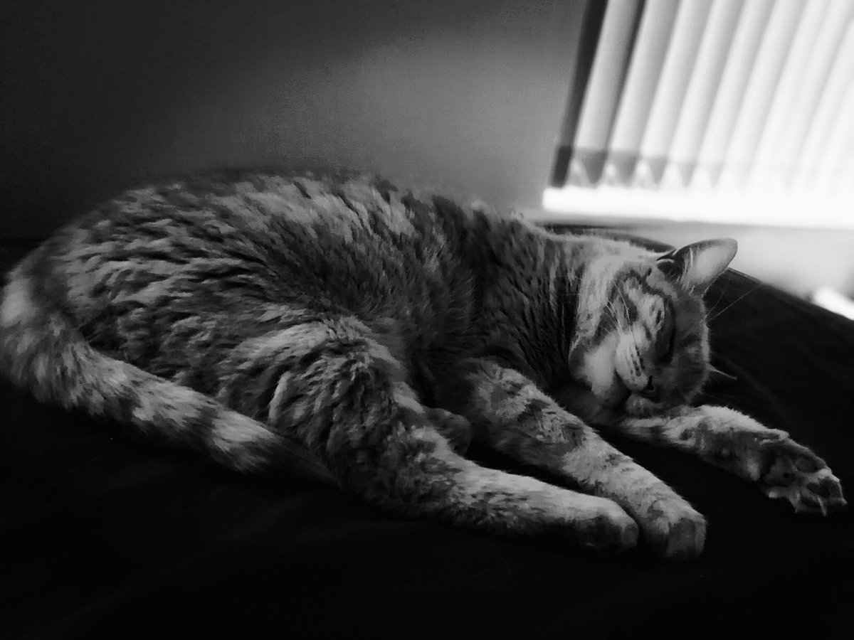 LynneWinThomas's tweet photo. I like to eat, I like to sleep,
But most of all I like to meep
In human's face at 4am,
And at 5 and 6 again.
Then, at last, when I am fed
I like to go right back to bed.
#StinkyKev https://t.co/Mw7g9JGamz