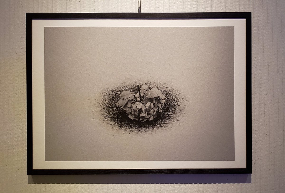GalleryYoppy's tweet photo. IAG AWARDS 2020 に入選された三浦勇人さんの展示を見に、東京芸術劇場へ行ってきました✨ 和紙にプリントされた花が、独特の雰囲気を醸し出してました✨ 三浦さんのインスタ☞ https://t.co/zuEyQsIo10 https://t.co/g03MRDcFI6