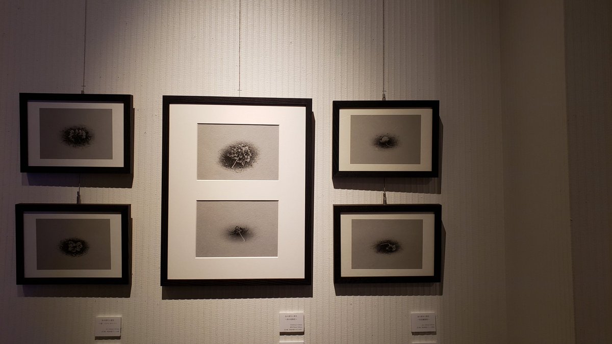 GalleryYoppy's tweet photo. IAG AWARDS 2020 に入選された三浦勇人さんの展示を見に、東京芸術劇場へ行ってきました✨ 和紙にプリントされた花が、独特の雰囲気を醸し出してました✨ 三浦さんのインスタ☞ https://t.co/zuEyQsIo10 https://t.co/g03MRDcFI6