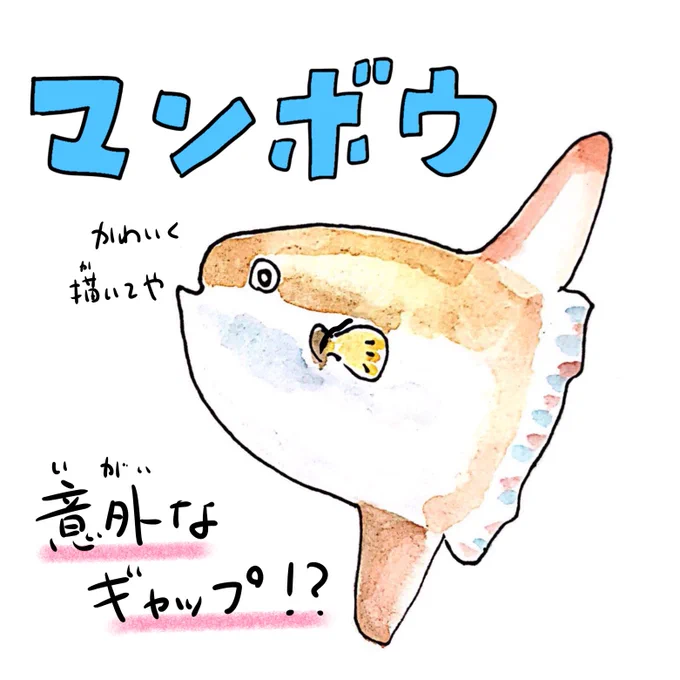 マンボウの軟骨はスーパーボールにして遊べるようですが、学名の意味はその真逆で「石臼 石臼」 
