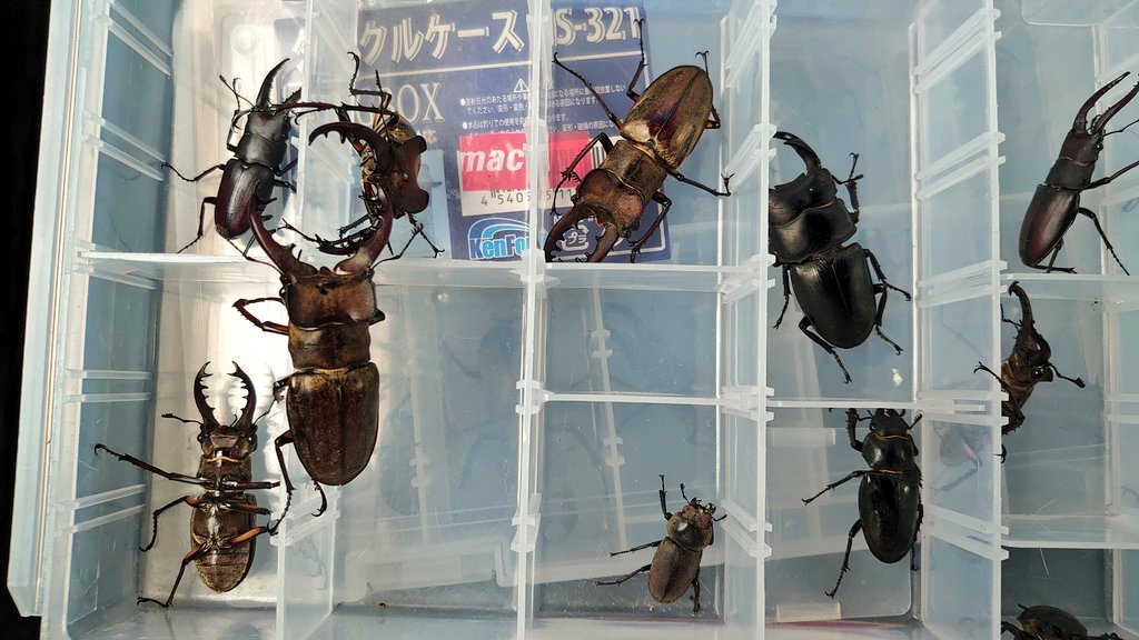 公式 函館立ち飲み ハコスタ Dosanko Tkg Minari1103 オオクワガタおめでとうございます 自分は知内町が主戦ですがどちらでやられてますか 今年のミヤマクワガタは小ぶりで自分は困ってます Twitter 公式 函館立ち飲み ハコスタ Dosanko Tkg Minari1103 オオクワガタおめでとうございます 自分は知内町が主戦ですがどちらでやられてますか 今年のミヤマクワガタは小ぶりで自分は困ってます Twitter