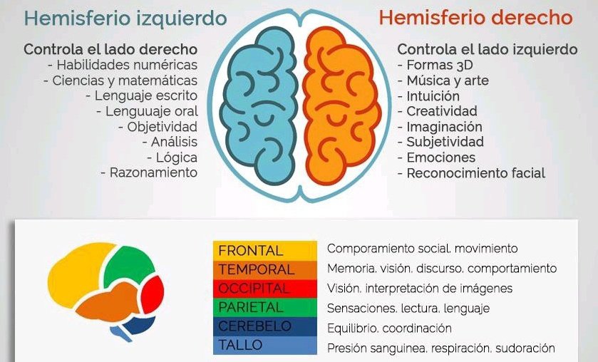 ¿Cuáles son las áreas cerebrales implicadas en el lenguaje?

#cerebro #lenguaje #español
#hemisferioizquierdo #spanish 
#profesdeele #spanishteachers
#Psicología #alexandra #ele
#comunidadele #twitterele