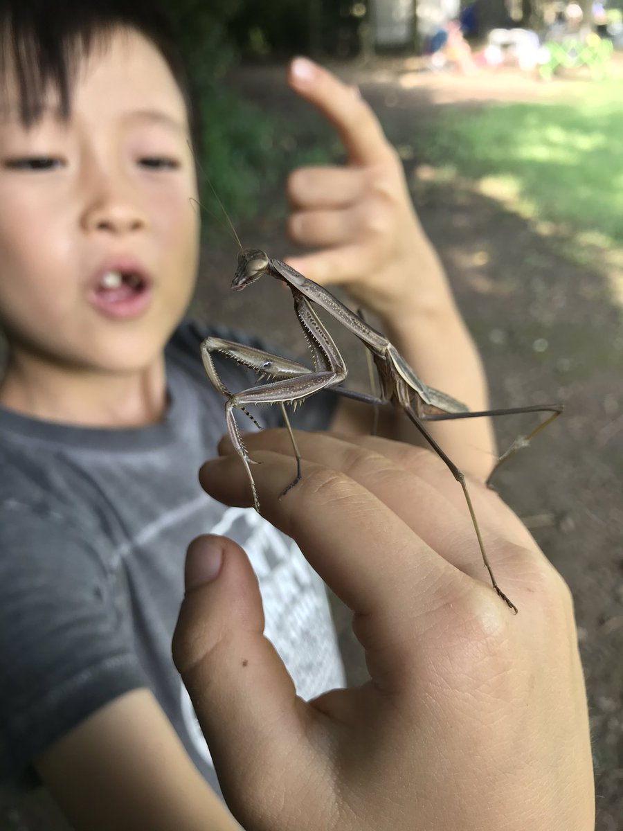 この時期にこんなサイズのカマキリがるんだな あと一回脱皮すれば大人かな オオカマ ノムケンのイラスト