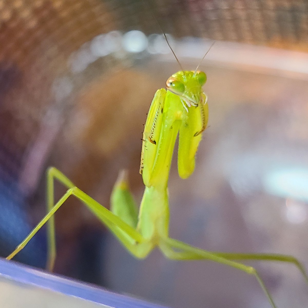 虫好きモロ カマキリを愛する者 激おこカマキリ 虫 虫好き 虫好きな人と繋がりたい 昆虫 昆虫好き 昆虫好きな人と繋がりたい 昆虫写真 カマキリ カマキリ好き カマキリ好きな人と繋がりたい オオカマキリ かっこいい 可愛い 美しい