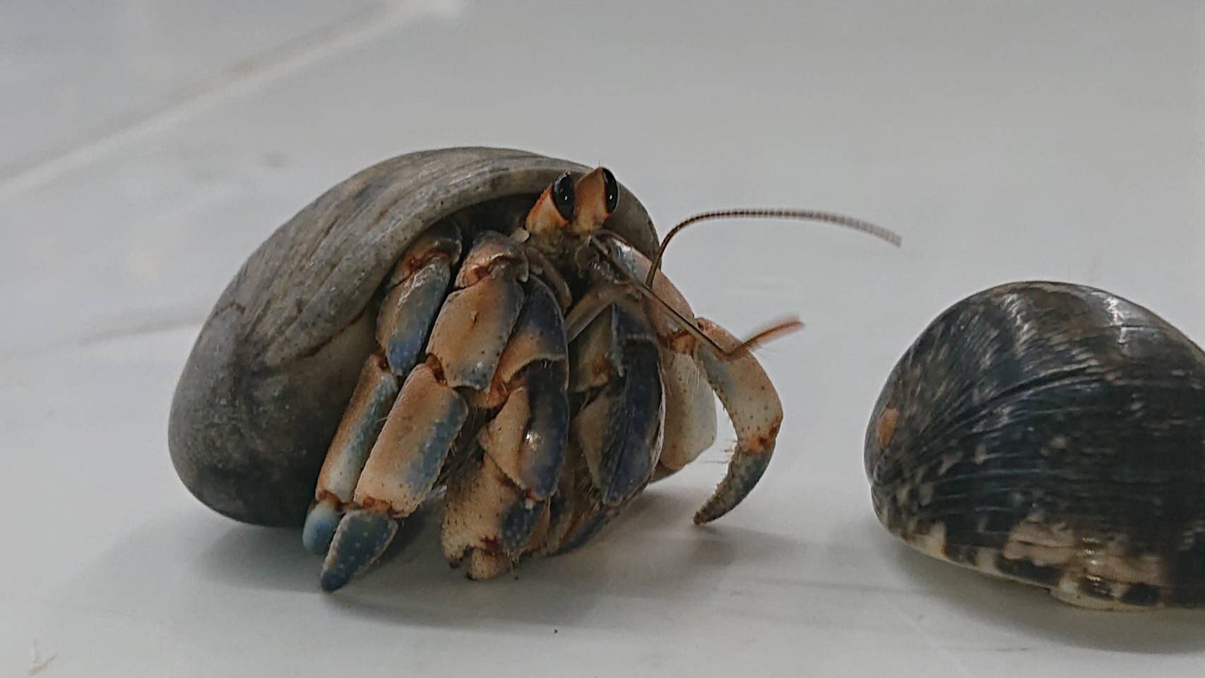 Gecko コメリパワー帯広南店 オカヤドカリ入荷しました ٩ W و 今年は大きいmlサイズも来ていますよ 営業時間10 00 19 00 帯広 ペットショップ オカヤドカリ ペットアミ帯広南店 コメリパワー帯広南店