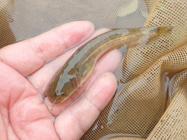 Twitter 上的 オイカワ丸 ナマズの幼魚 かわいいのです 獰猛だけど T Co P6hhjl5tfk Twitter