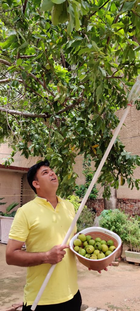 johnyrathi's tweet photo. hamare ped ke #amrud 😍😀🌧 https://t.co/rQDSJf5AFI