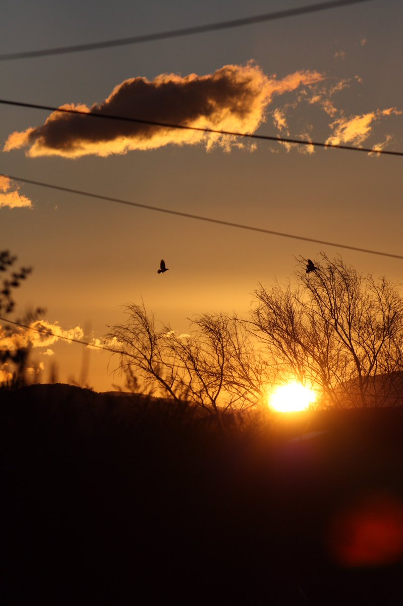 wapple15's tweet photo. Good evening #Canberra with a little bit of gold. #nofilter 
This is 4 of 8 shots I took in succession as the 2 birds photo bombed. #SkyWeatherAus #Stotmhour #ThePhotoHour https://t.co/DIwglGfgol