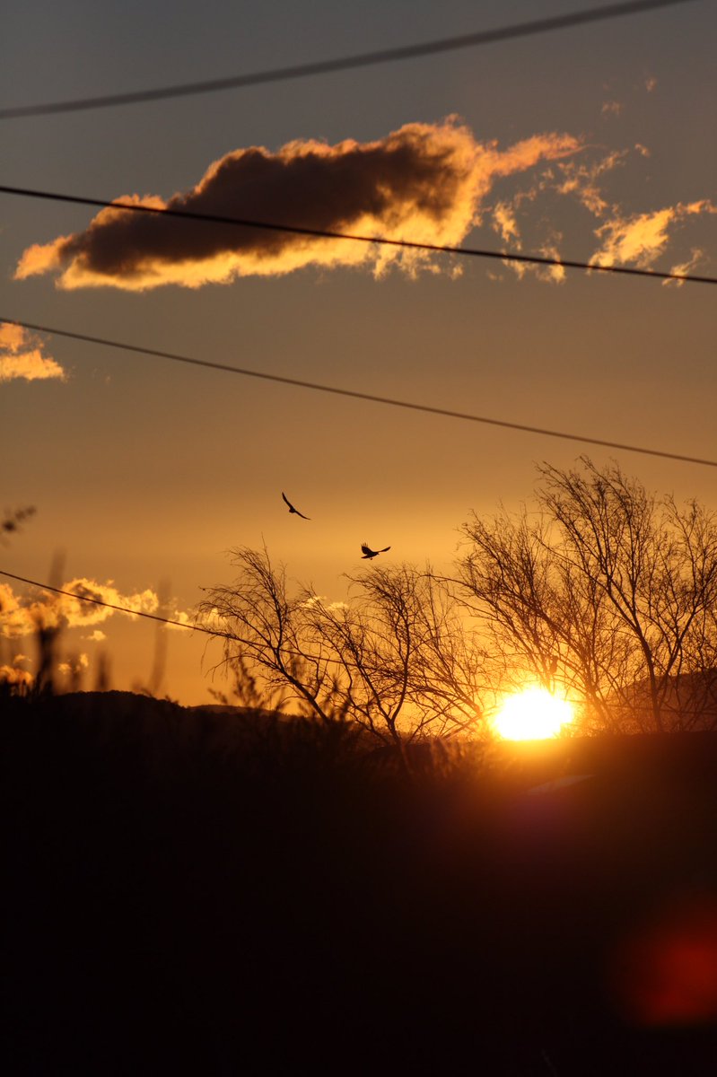 wapple15's tweet photo. Good evening #Canberra with a little bit of gold. #nofilter 
This is 4 of 8 shots I took in succession as the 2 birds photo bombed. #SkyWeatherAus #Stotmhour #ThePhotoHour https://t.co/DIwglGfgol