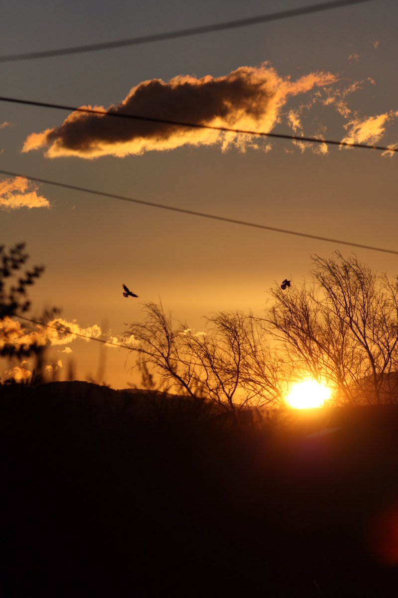 wapple15's tweet photo. Good evening #Canberra with a little bit of gold. #nofilter 
This is 4 of 8 shots I took in succession as the 2 birds photo bombed. #SkyWeatherAus #Stotmhour #ThePhotoHour https://t.co/DIwglGfgol