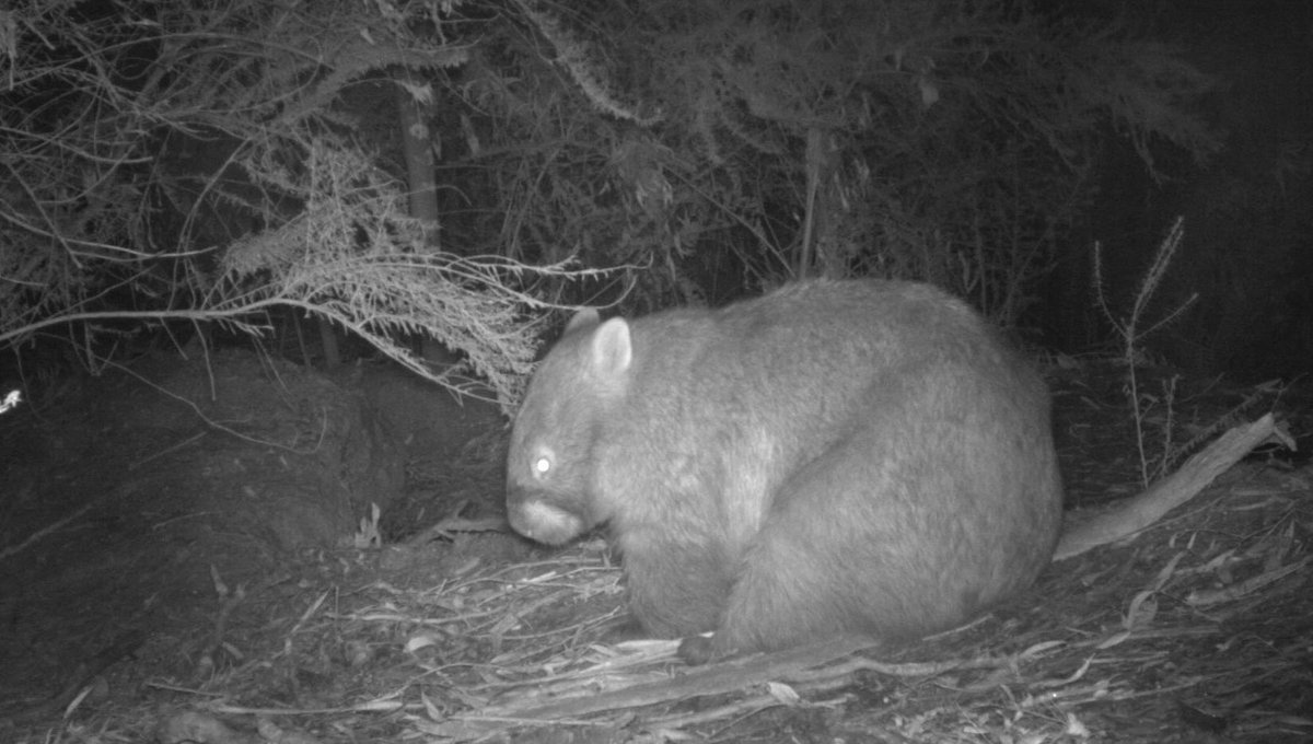 WombatOnPatrol's tweet photo. Wombat attitude. Arrive uninvited. Sit down &amp; have a scratch. Rub your arse on a stick. Leave without saying a word. https://t.co/KjQIMtEBbz
