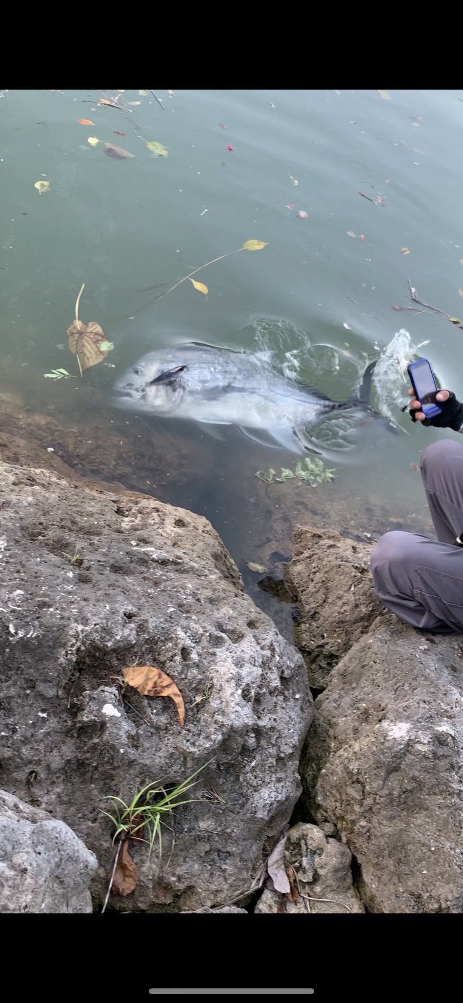 Retsuman 釣りなう 隣でやってる方がgt釣ってたwww 沖縄の河川 リバーgt ガーラ Gt 俺の釣った魚がおもちゃみたい T Co Talej1m6gd Twitter