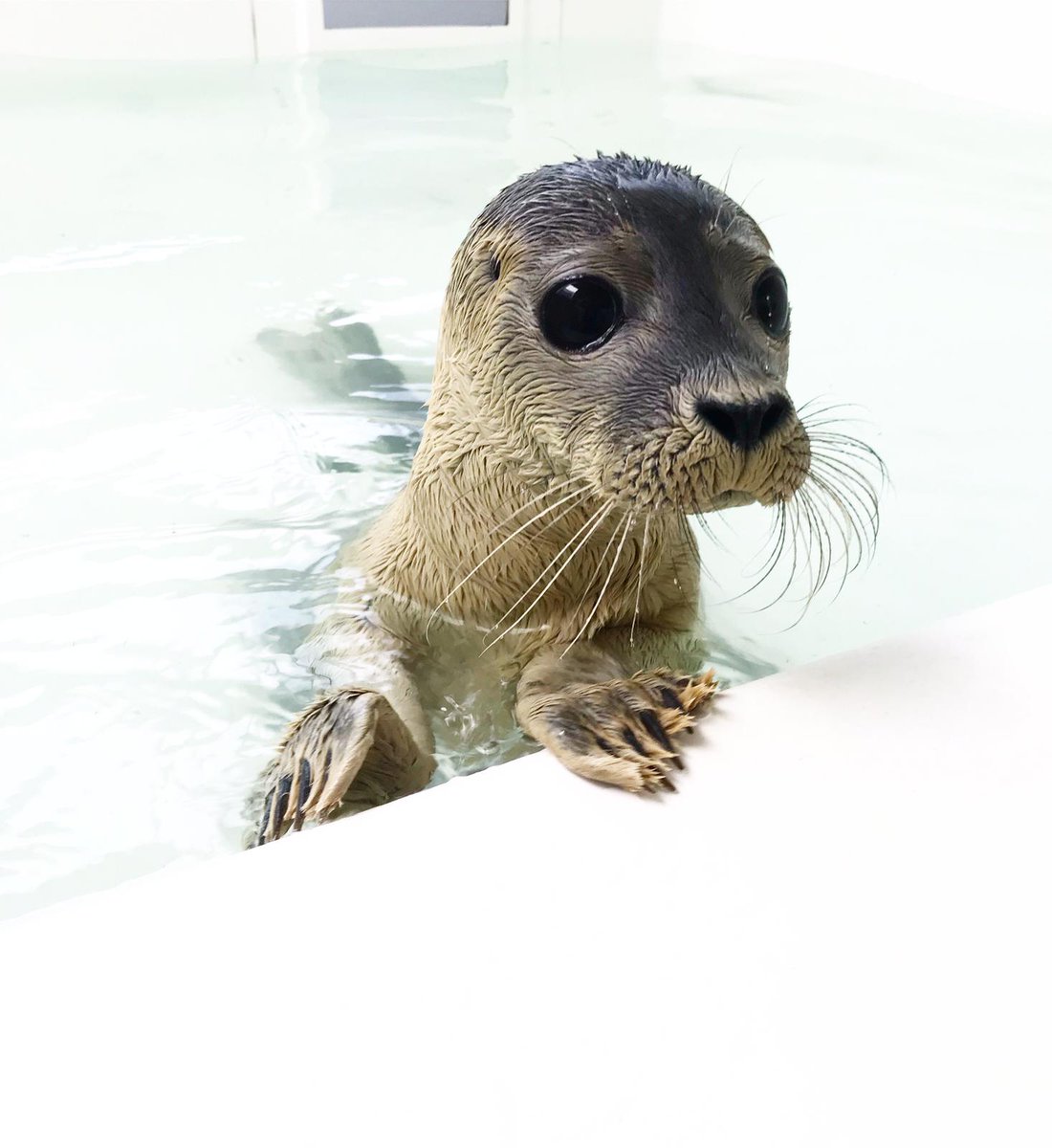 Comparative Bioacoustics Group (@combioacoustics) on Twitter photo Did you hear that? We are hiring!
Looking for 2 PhD students and 1 research coordinator to join our international team and do research on seal pups, music/speech evolution, human+animal rhythms and mammal sounds. Watch this space for adverts coming out soon!
Photo: <a href="/KanstAnna/">Anna Charlotte Kanst</a> Did you hear that? We are hiring!
Looking for 2 PhD students and 1 research coordinator to join our international team and do research on seal pups, music/speech evolution, human+animal rhythms and mammal sounds. Watch this space for adverts coming out soon!
Photo: <a href="/KanstAnna/">Anna Charlotte Kanst</a>