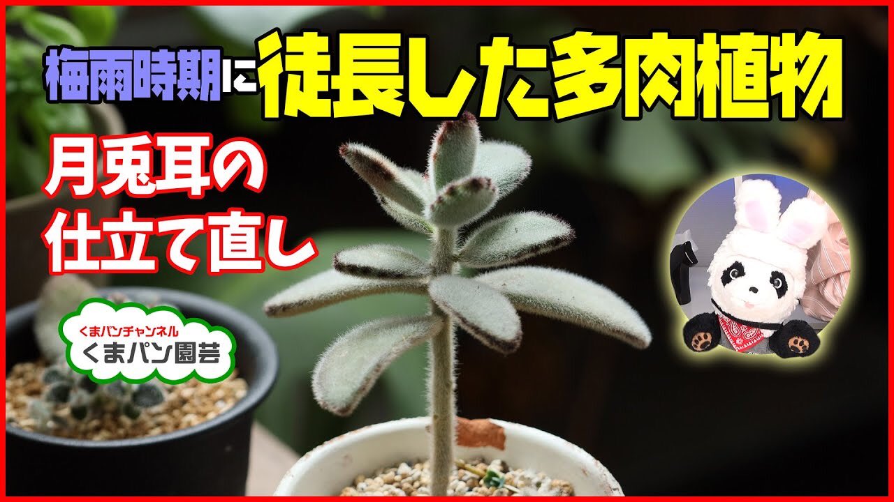くまパン園芸 على تويتر 平年より悪条件の梅雨で多肉植物の徒長が進んでます 梅雨時期に徒長した多肉植物の仕立て直し 月兎耳編 くまパン園芸 T Co Vcgjbl28n4 Youtubeより カランコエ Karanchoe 多肉植物 徒長 Succlents くまパン園芸 月兎耳