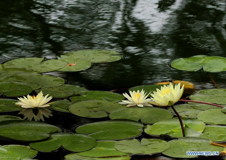 discoverchina01's tweet photo. Photo taken yesterday shows water lily flowers at Guyi Garden in east China's Shanghai. The 8th Shanghai lotus and water lily exhibition raised its curtain at Guyi Garden of Shanghai recently, attracting a constant flow of local residents and visitors.
https://t.co/OR2mFgw62M https://t.co/y99ksFCOat