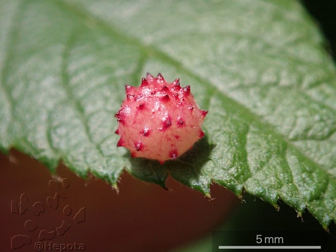 Popular Tweets Of Konajirami Ya 1 Whotwi Graphical Twitter Analysis