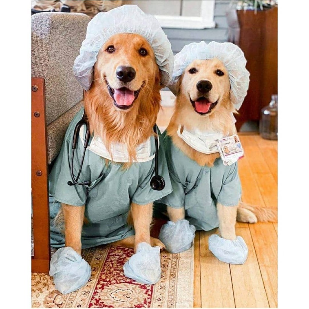 dogs_care_club's tweet photo. Meet Zyro and Spyro has prescribed you to stay at home
📷 by @dogs_care_club 
Follow @dogs_care_club 

#dogscareclub #dogsbehaivor #dogdoctor #doctordog #lovedogs #dogslovers #stayathome #lovedogs🐶 #dogscare #dogtraining #dogstrainer https://t.co/WSC1uJ1R32