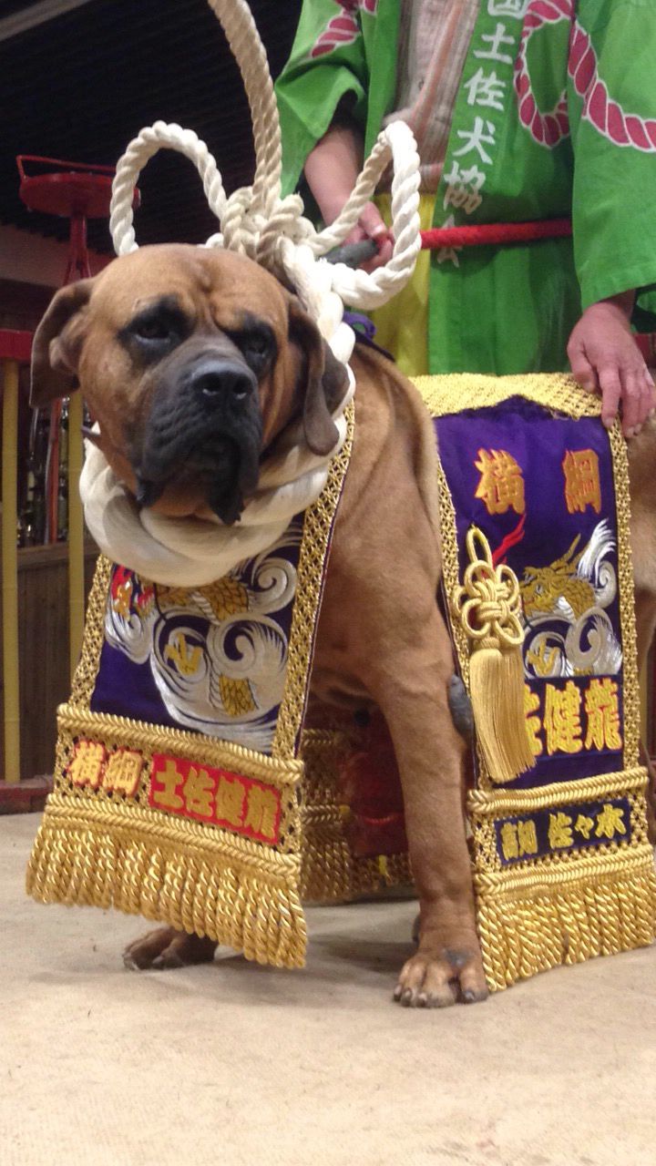 ミミズク 日本の有名な喧嘩犬は 土佐闘犬 です 交配して造った犬種 土佐犬 四国犬 は 別もの T Co Cwjfgdxwek Twitter