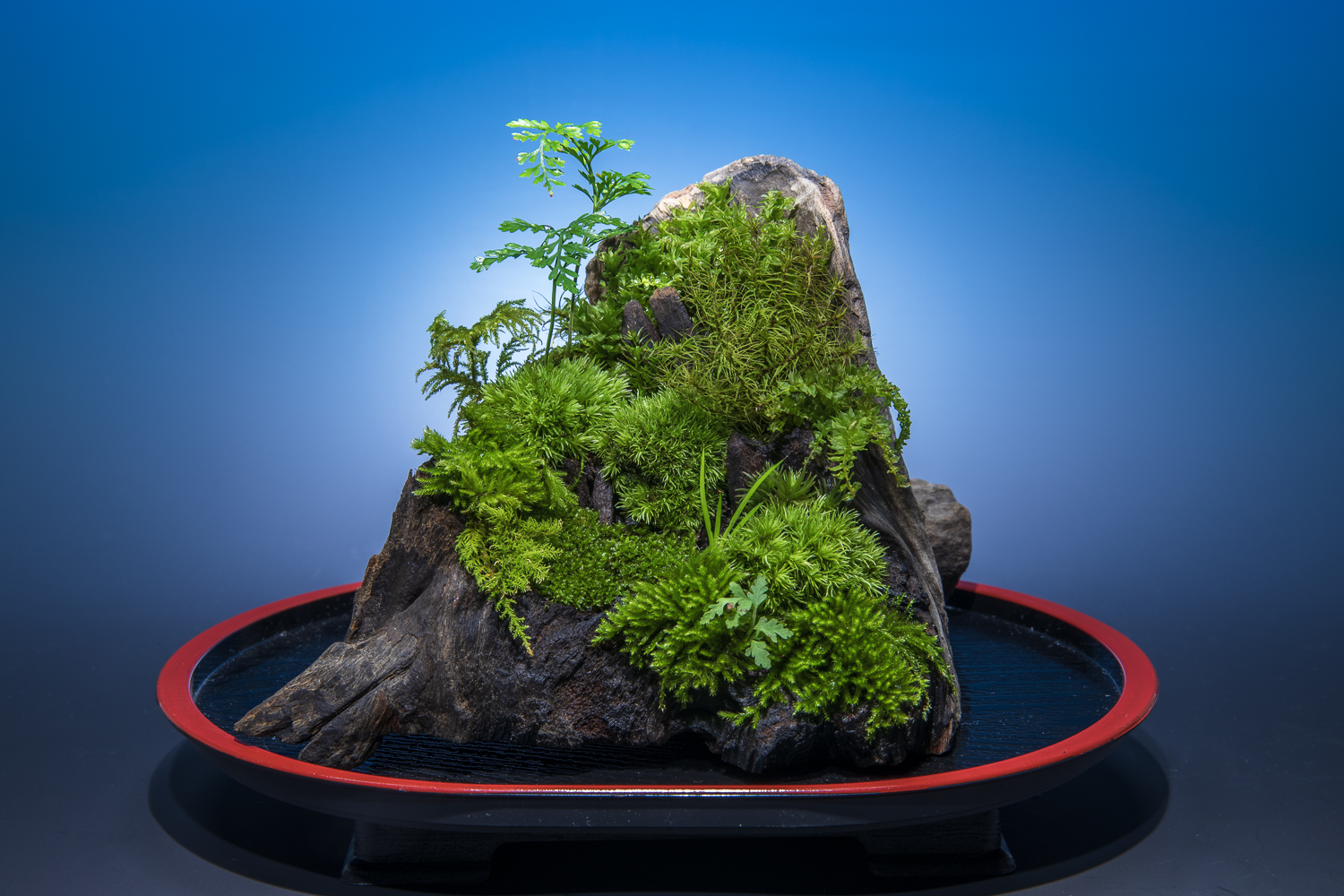 季節の表現者 Kachikoh 今回は 流木を細工して苔盆栽を制作しました 生ゴケ シノブゴケ コツボゴケ アラハシラガゴケ クジャクゴケ ホソウリゴケ タマゴケ オオシラガゴケ他 そのほか セキショウ シノブ シダでできています 制作時間は 流木