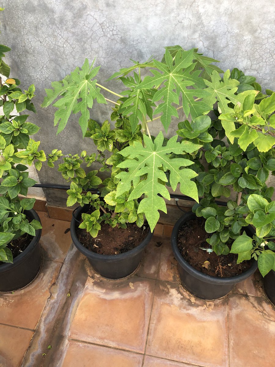 Sairam_GopalanK's tweet photo. All grown from composting seeds of what we have had https://t.co/dZMyio2xLU