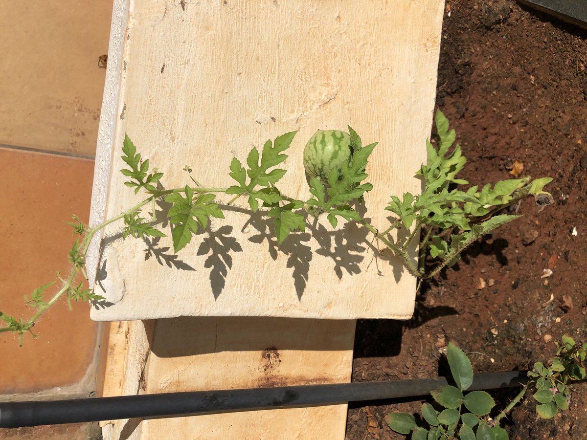 Sairam_GopalanK's tweet photo. All grown from composting seeds of what we have had https://t.co/dZMyio2xLU